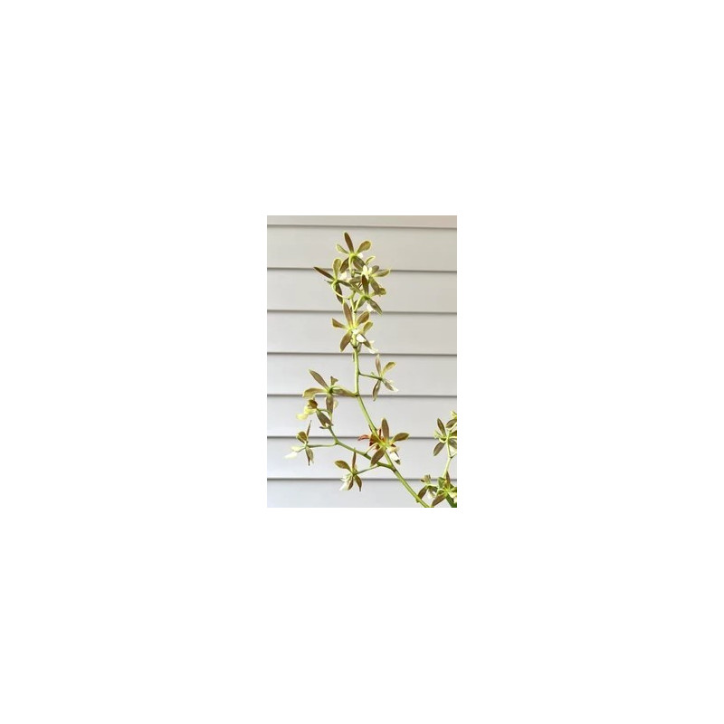 ENCYCLIA PATENS