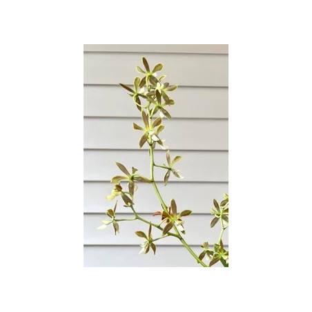 ENCYCLIA PATENS
