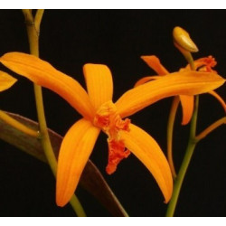 LAELIA ALVAROANA