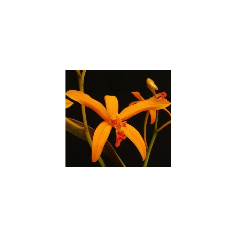 LAELIA ALVAROANA