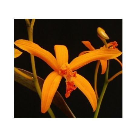 LAELIA ALVAROANA