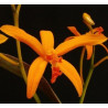 LAELIA ALVAROANA