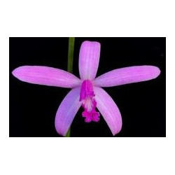 LAELIA PABSTII