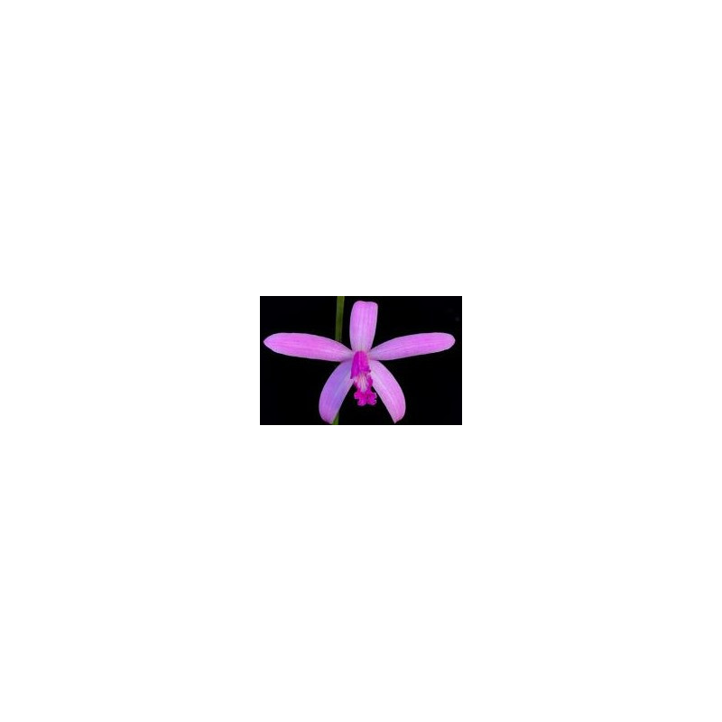 LAELIA PABSTII