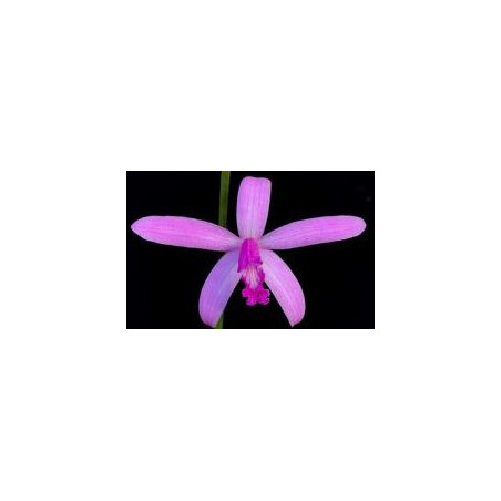 LAELIA PABSTII