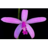 LAELIA PABSTII