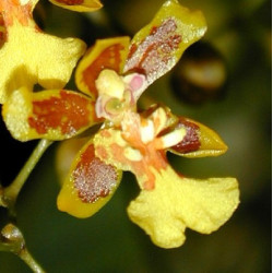 ONCIDIUM HARRISONIANUM