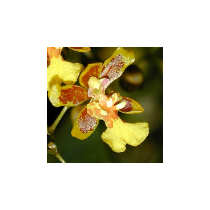 ONCIDIUM HARRISONIANUM