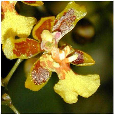 ONCIDIUM HARRISONIANUM