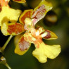 ONCIDIUM HARRISONIANUM