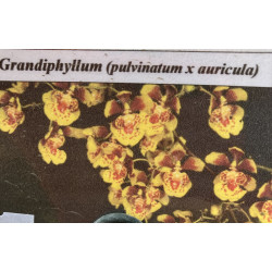 Oncidium (Grandiphyllum pulvinatum x auricula)