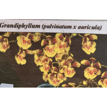 Oncidium (Grandiphyllum pulvinatum x auricula)