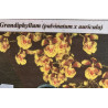 Oncidium (Grandiphyllum pulvinatum x auricula)