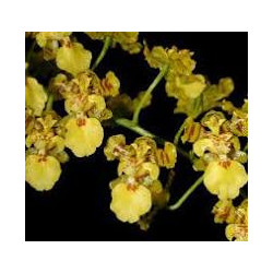 ONCIDIUM TRULLIFERUM