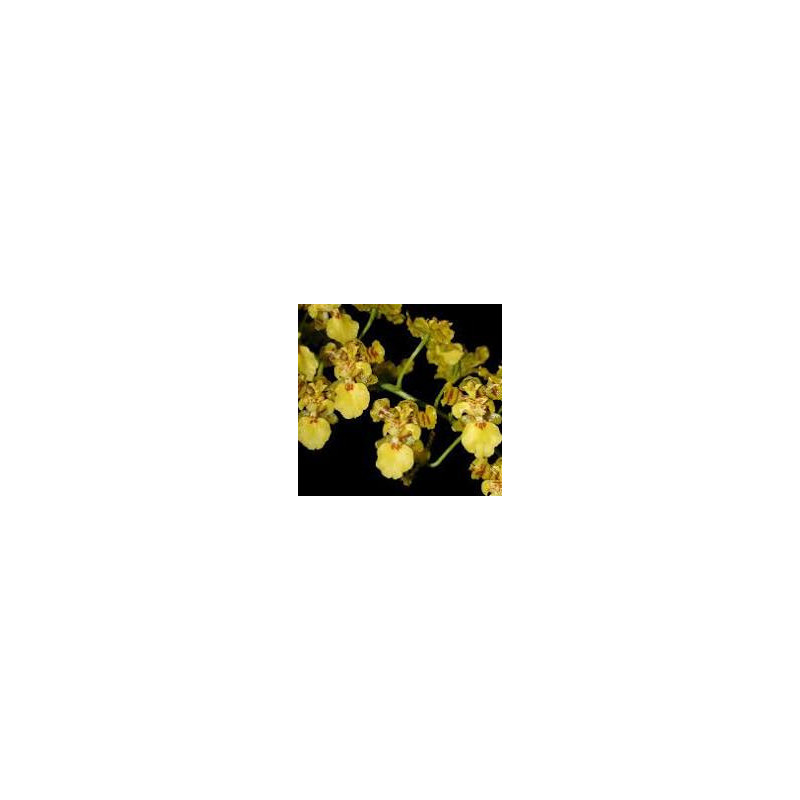 ONCIDIUM TRULLIFERUM