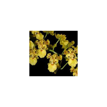ONCIDIUM TRULLIFERUM