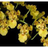 ONCIDIUM TRULLIFERUM