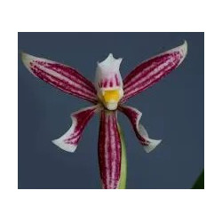 ANACHEILIUM / PROSTECHEA FARESIANUM