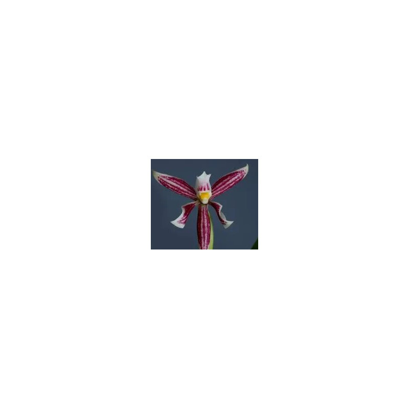 ANACHEILIUM / PROSTECHEA FARESIANUM