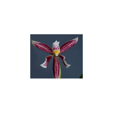 ANACHEILIUM / PROSTECHEA FARESIANUM
