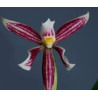 ANACHEILIUM / PROSTECHEA FARESIANUM