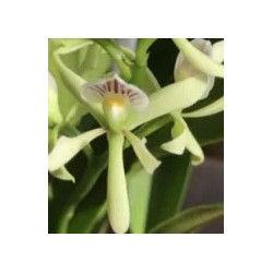 ANACHEILIUM /PROSTECHEA SILVAMUM