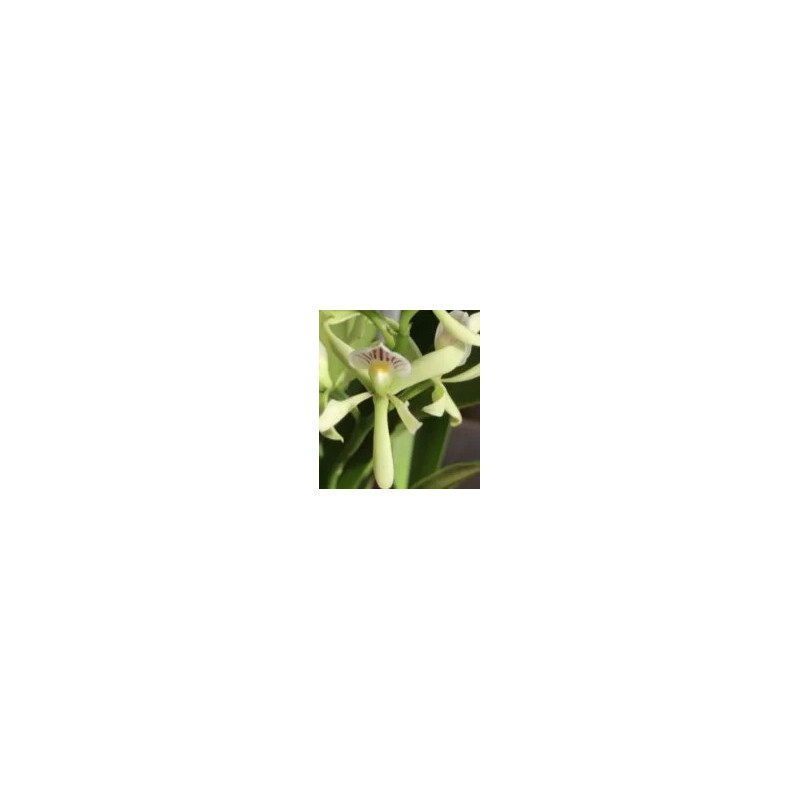 ANACHEILIUM /PROSTECHEA SILVAMUM