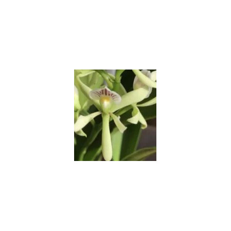 ANACHEILIUM /PROSTECHEA SILVAMUM