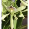 ANACHEILIUM /PROSTECHEA SILVAMUM