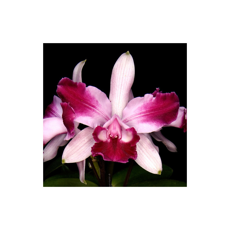 CATTLEYA INTERMEDIA VINICOLOR
