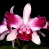 CATTLEYA INTERMEDIA VINICOLOR