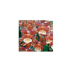 ODONTOCIDIUM CATATANTE