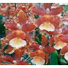 ODONTOCIDIUM CATATANTE
