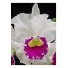 BLC. STEPHEN OLIVER ' FOURAKER'