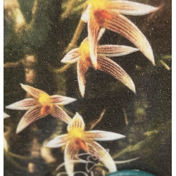 Bulbophyllum affine