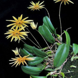 BULBOPHYLLUM MAKOYANUM