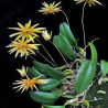 BULBOPHYLLUM MAKOYANUM