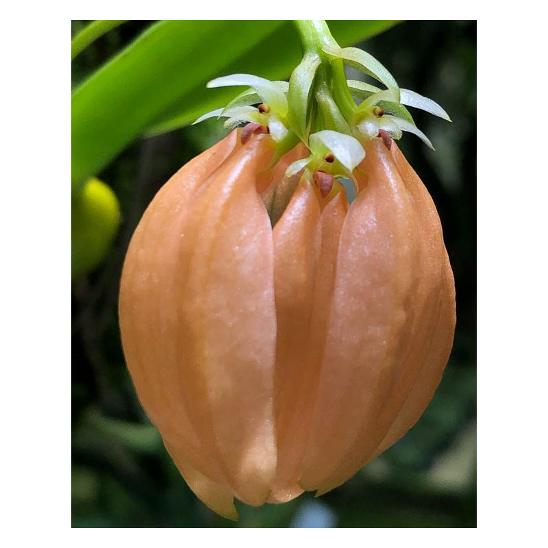 BULBOPHYLLUM SALMONEUM