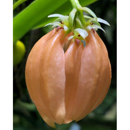 BULBOPHYLLUM SALMONEUM