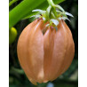 BULBOPHYLLUM SALMONEUM