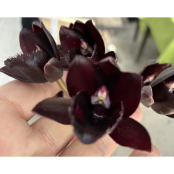 FDK. AFTER DARK ' BLACK PEARL'