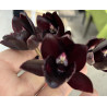 FDK. AFTER DARK ' BLACK PEARL'