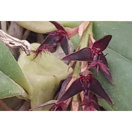 BULBOPHYLLUM BARBIGERUM