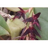 BULBOPHYLLUM BARBIGERUM