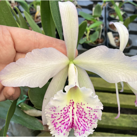 LC. LINA CAVALIERI X BRASSAVOLA NODOSA