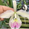 LC. LINA CAVALIERI X BRASSAVOLA NODOSA