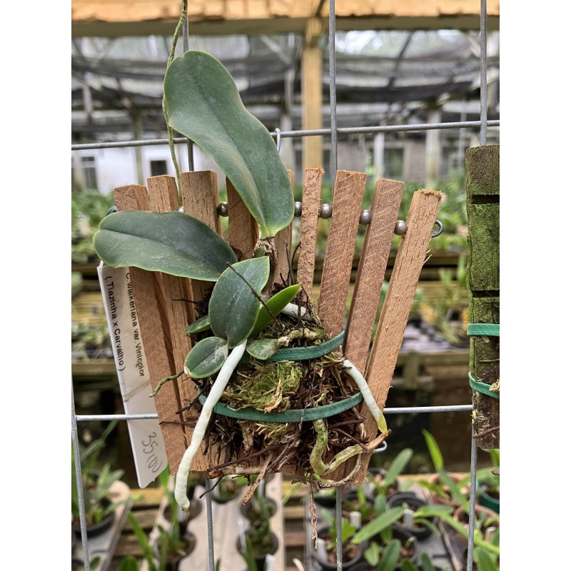 Cattleya walkeriana (willian x tijolo x vinicolor Zé Luiz)