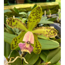CATTLEYA SCHILLERIANA COERULEA