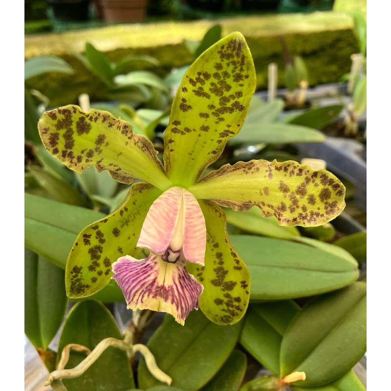 CATTLEYA SCHILLERIANA COERULEA