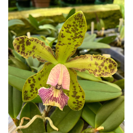 CATTLEYA SCHILLERIANA COERULEA